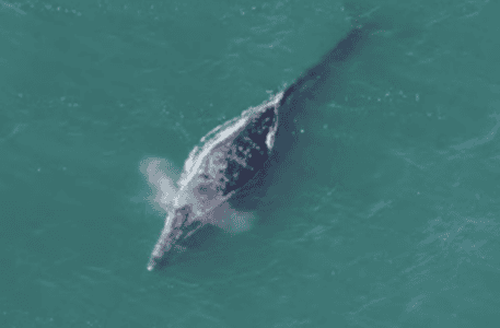 Why Mexico’s Baja Peninsula Is the Best Place to See Gray Whales