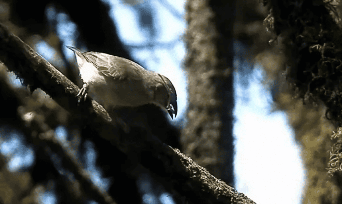 Woodpecker Finches