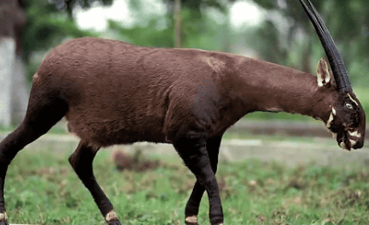 Saola