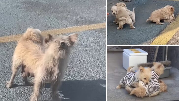 Brave Mama Dog Begged Humans to Help Her Babies