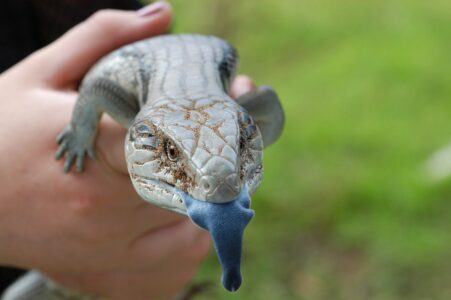 10 Unique Reptiles