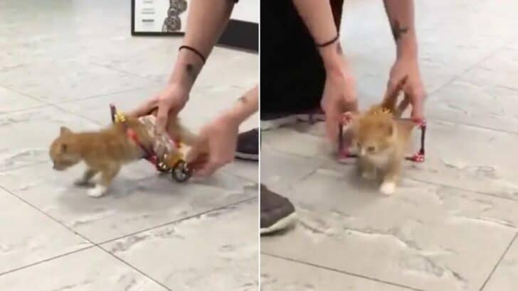 Paralyzed Kitten Can’t Stop Running After Getting His Very Own Wheelchair