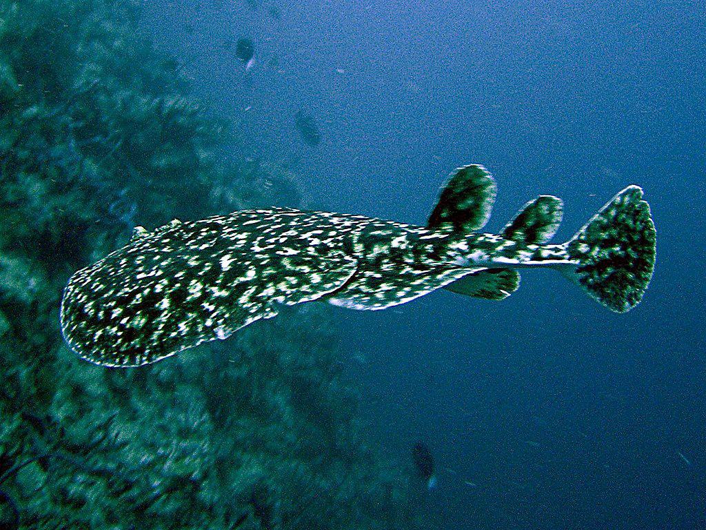 torpedo ray
