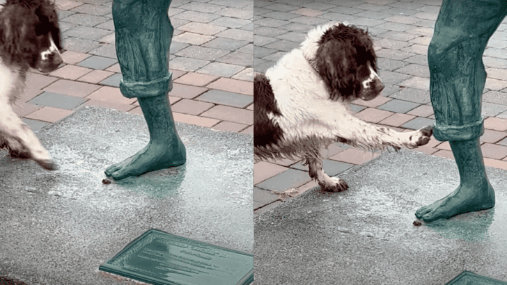 Dog Hopes Statue Will Throw Stones For Him