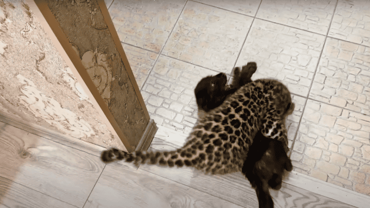 Rescued Black Panther Cub Meets Baby Leopard