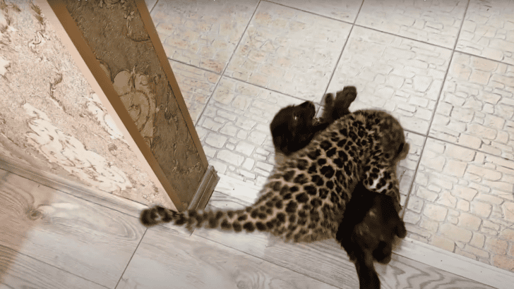 Rescued Black Panther Cub Meets a Baby Leopard