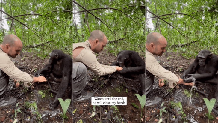 Chimp Washes Visitors Hands, Uses Them To Drink And Thanks Him For It