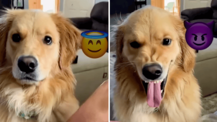 Dog Acts Different When Its Around Each Of Its Parents