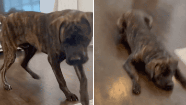 Dog Barks At A Green Bean Laying On The Floor