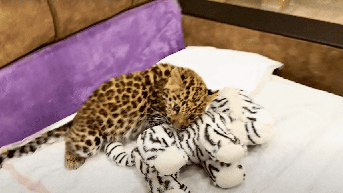 Jaguar cub