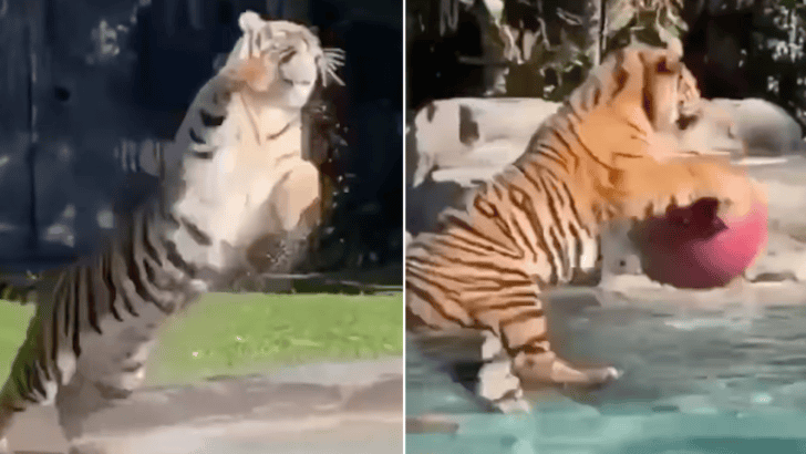 Tiger Showcases Its Agility When It Catches A Ball Midair