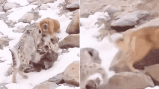 Dog Comes Face To Face With A Snow Leopard And Makes A Hasty Escape