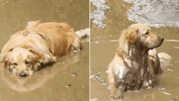 Golden Retriever Loves Lying in the Mud