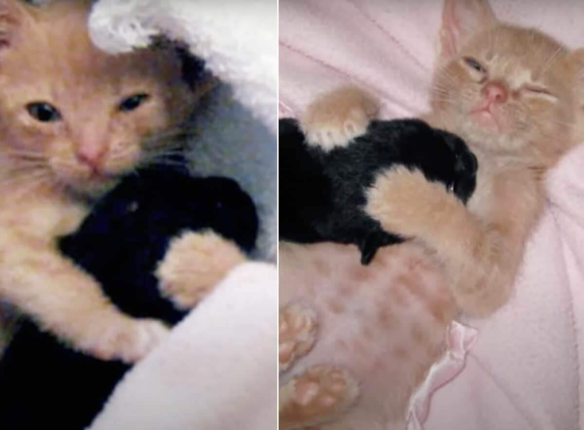 Abandoned kitten and orphaned puppy