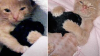 Abandoned kitten and orphaned puppy