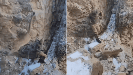 Two Hikers Have A Close Call With A Mountain Lion