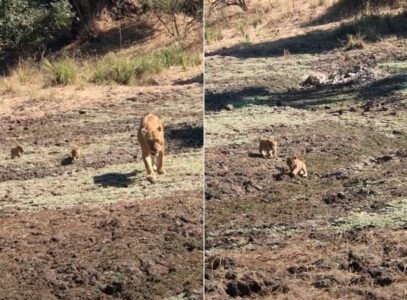 Adorable Lion Cubs Struggle To Follow Their Mama
