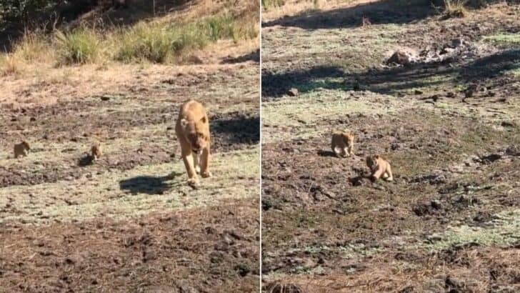 Adorable Lion Cubs Struggle To Follow Their Mama