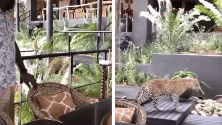 Leopard Pays A Visit To A Game Park’s Lodge