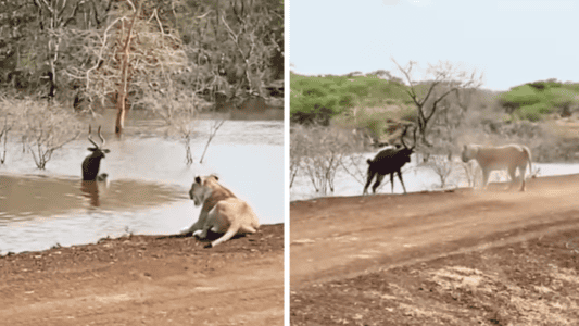Lion Traps An Antelope In A Waterhole With Crocodiles