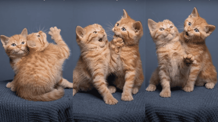 Kitten Photoshoot At Local Shelter