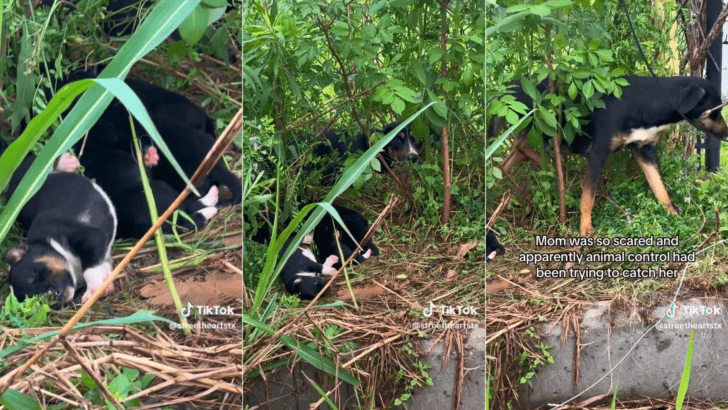 Dog Family Rescued From Bushes In Texas