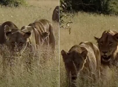 Lion Pride On A Walk – Can You Count Them? 