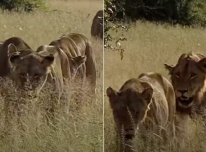 Lion Pride On A Walk – Can You Count Them?