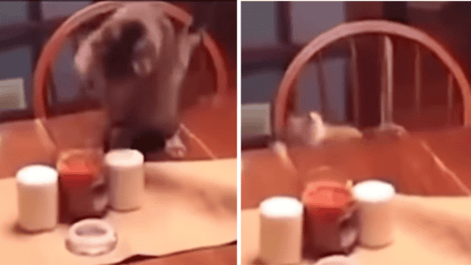 Cat Pats Out A Candle Only To Be Scared Of The Smoke
