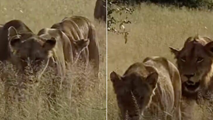 Lion Pride On A Walk – Can You Count Them?