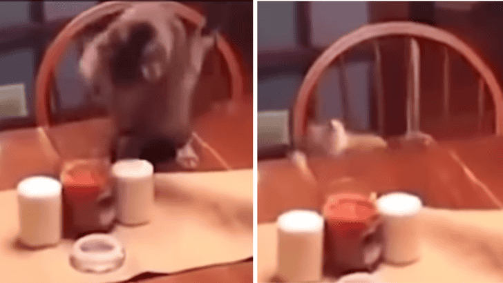 Cat Pats Out A Candle Only To Be Scared Of The Smoke