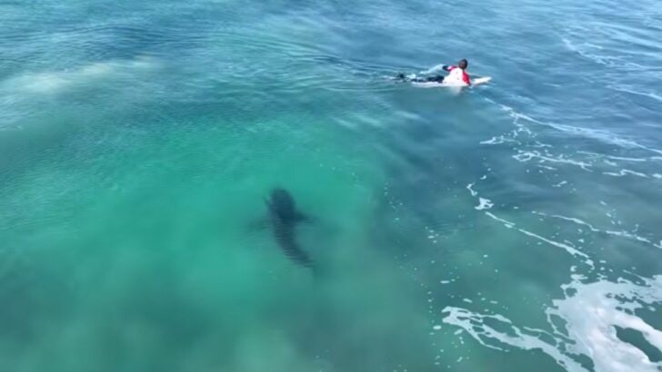 Surfers Share Wave with Great White Shark at Surfing Competition