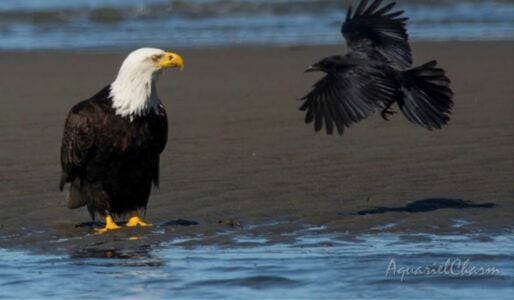 Massive Eagle Outmaneuvers A Crow