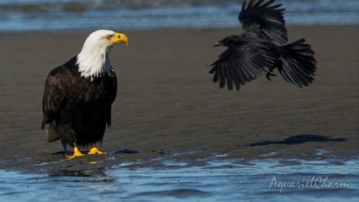 Massive Eagle Outmaneuvers A Crow