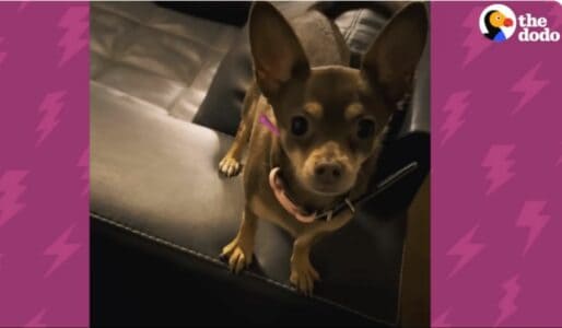 Chihuahuas Ride Motorbike With Their Dad