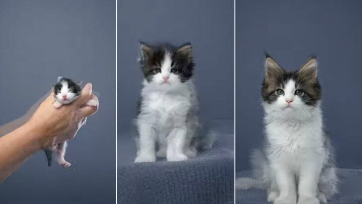Cat Photographer Shares His “Favorite Project Ever” 