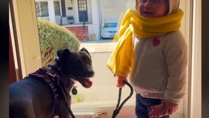 Pittie Falls In Love With Unborn Human Sister Immediately