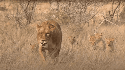 How Many Lion Cubs Can You Count?