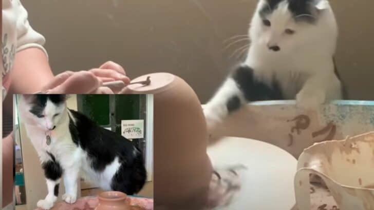 Meet The Cat That  Loves Helping Her Mama Make Pottery