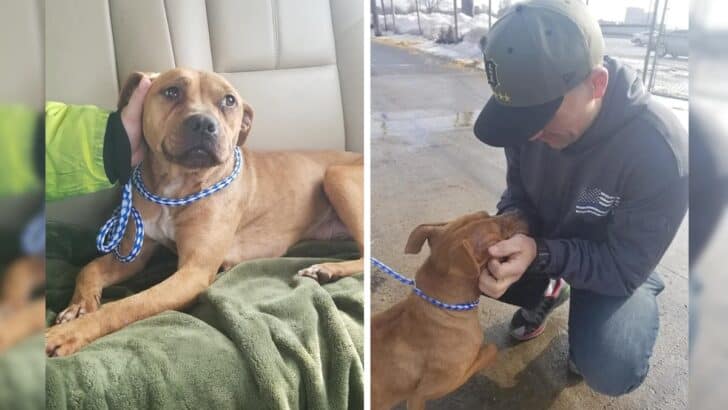 Detroit Police Officer Rescues A Pit Bull Tied To A Porch In The Freezing Cold