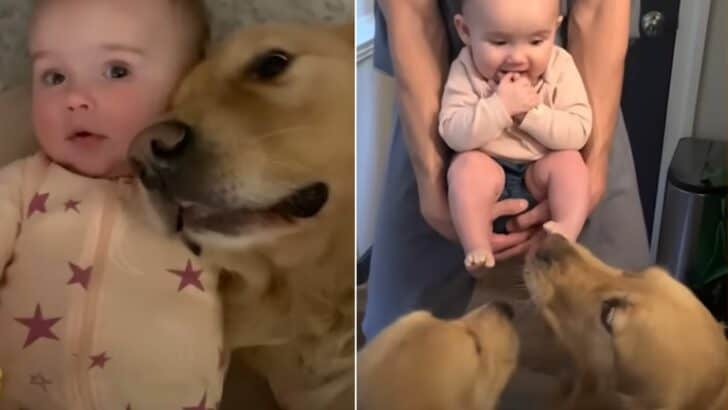Dog Brothers Welcome New Human Baby Sister To Their Pack