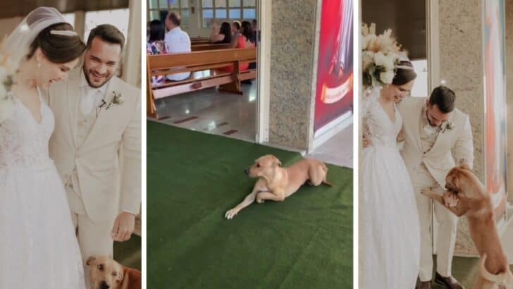 Vows and Paws! Fur-iendly Wedding Guest Who Stole Everyone’s Hearts