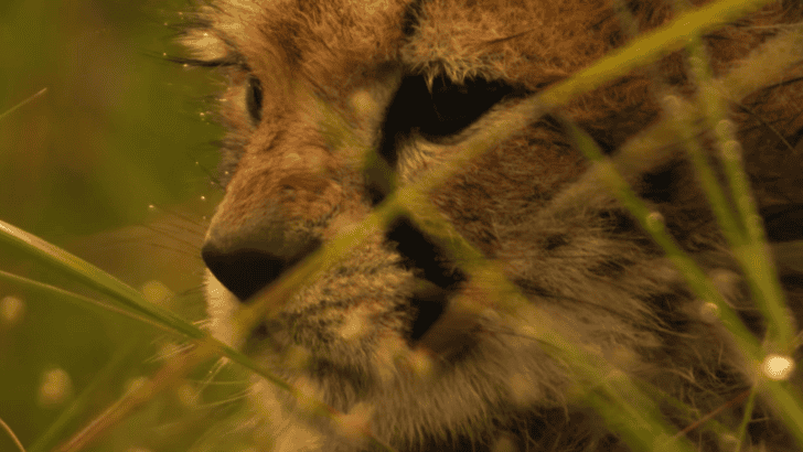 Young Helpless Cheetah Cub Reunited With Family