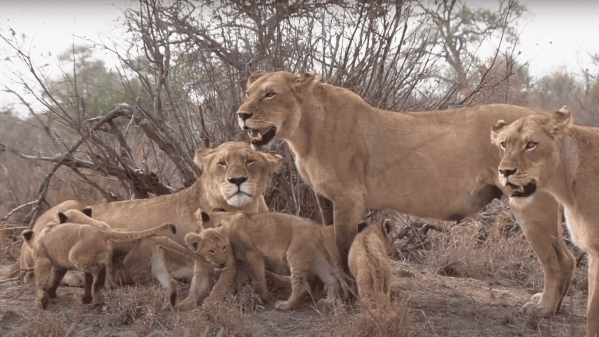 lions cubs