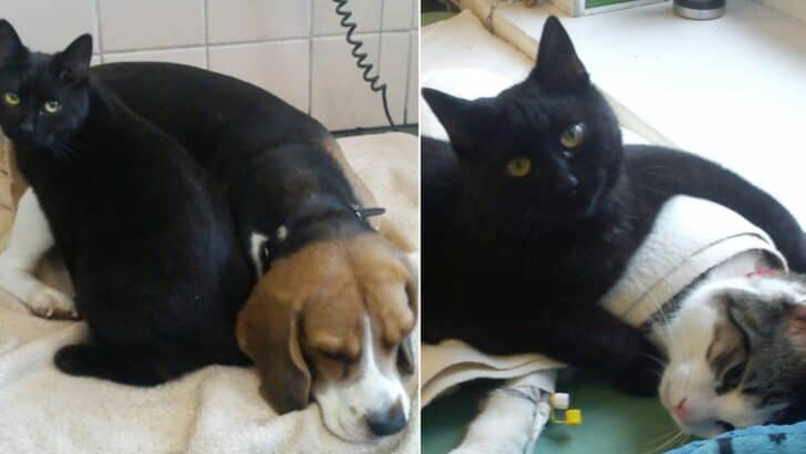 Cat Dedicates His Life To Helping Sick Animals After Surviving Illness&nbsp;