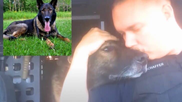 K9 Officer Receives Emotional Final Radio Call After 8 Years Of Dedicated Service