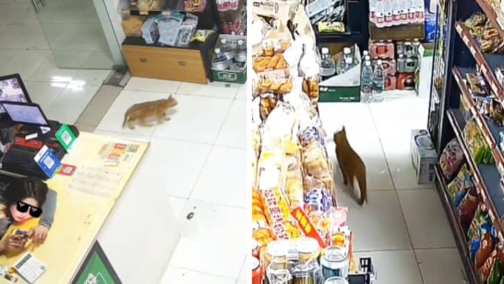 Cat’s Silent Treat Heist! A Supermarket Adventure