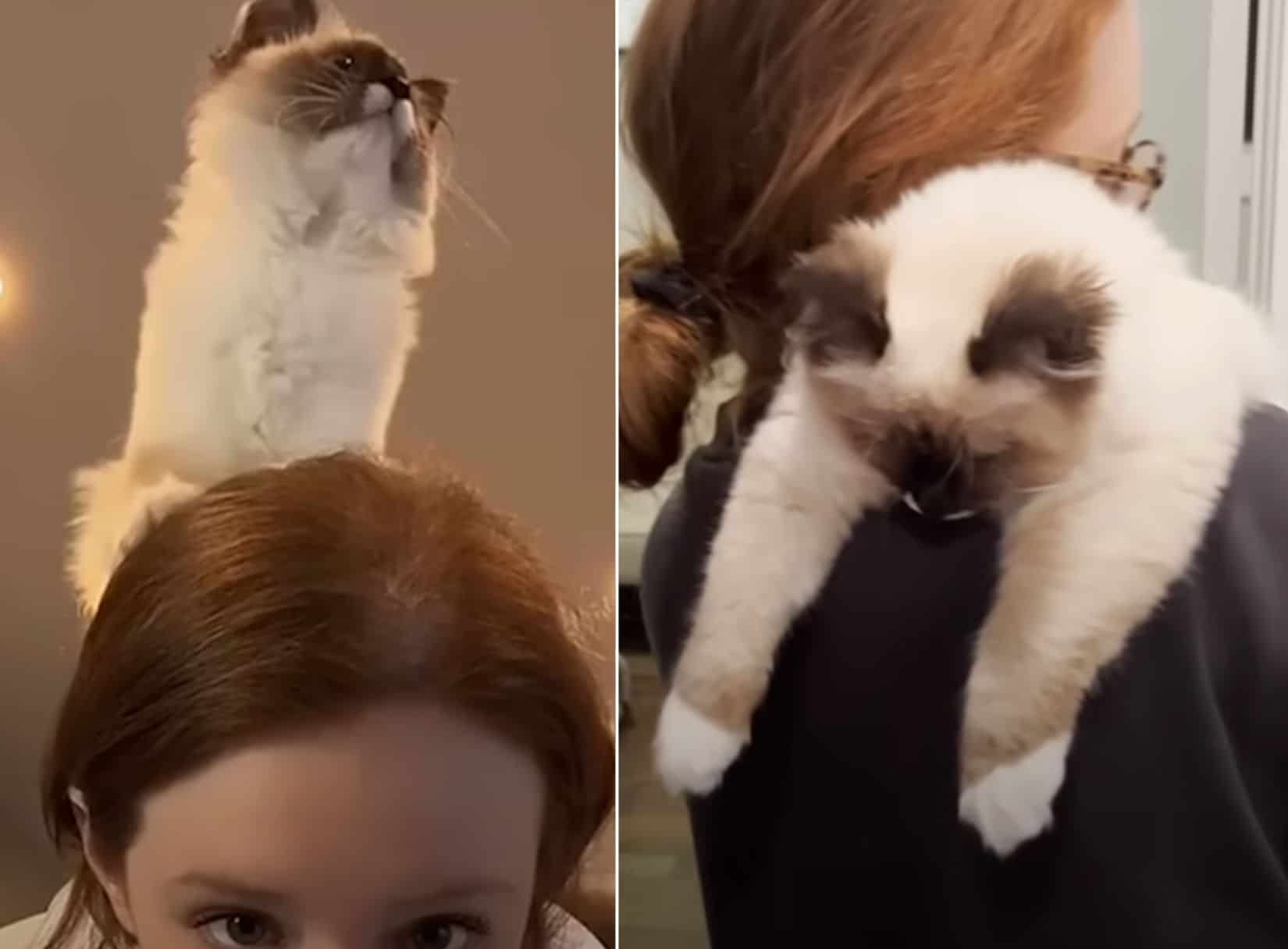 Une maman chat pour la première fois découvre qu