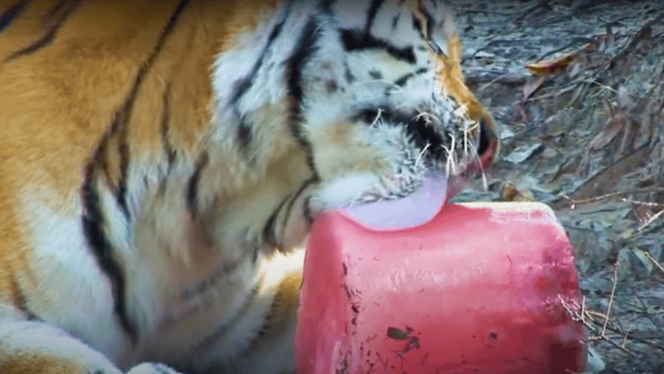Rescued Big Cats Eating Giant Popsicles