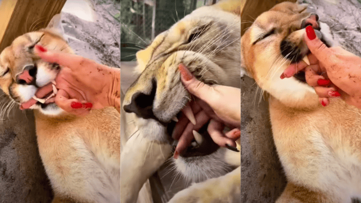 Big Cats Love Mouthing Affection